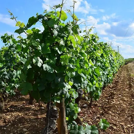 Ferienwohnung La Route Des Vins Beaune  Exterior foto